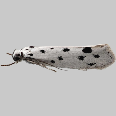 Picture of Dotted Ermel - Ethmia dodecea