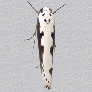 Image of Bordered Ermel - Ethmia bipunctella