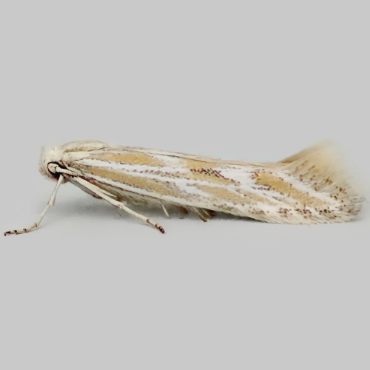 Picture of Light Fleabane Neb - Ptocheuusa paupella *