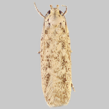 Picture of Mallow Groundling - Platyedra subcinerea*