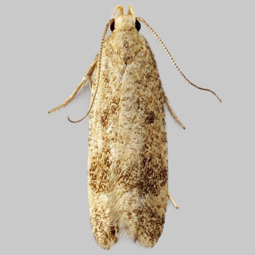 Picture of Hollyhock Seed Moth - Pexicopia malvella*