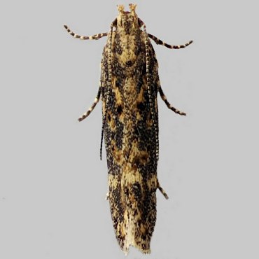 Picture of Beet Moth - Scrobipalpa ocellatella*