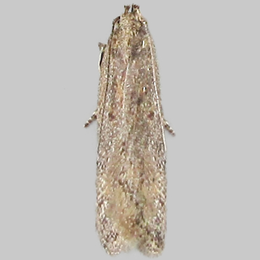 Picture of Pointed Groundling - Scrobipalpa acuminatella