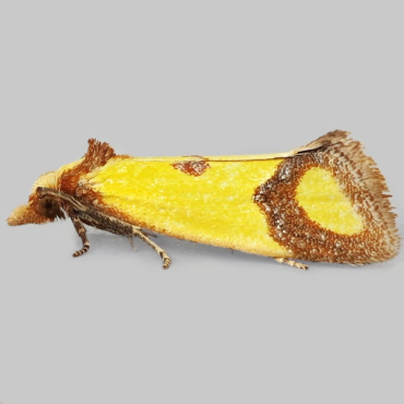 Picture of Knapweed Conch - Agapeta zoegana*
