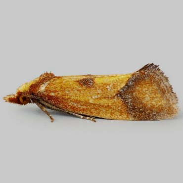 Picture of Knapweed Conch - Agapeta zoegana f. ferrugana*