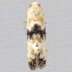 Image of Dark-barred Straw - Eupoecilia angustana f. fasciella*