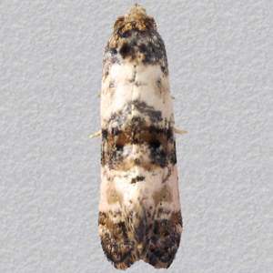 Image of Black-fronted Straw - Cochylichroa atricapitana