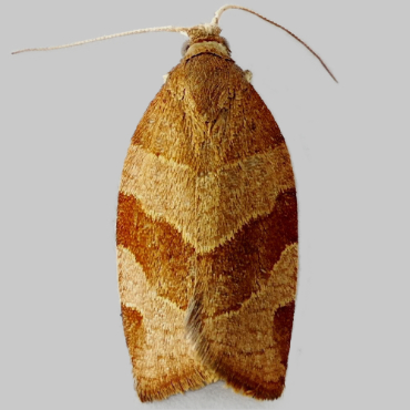 Picture of White-faced Tortrix - Pandemis cinnamomeana Male)*