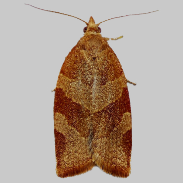 Picture of White-faced Tortrix - Pandemis cinnamomeana (Female)*