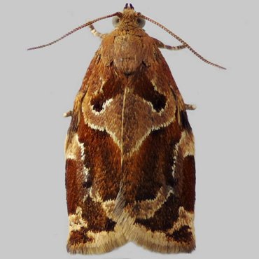 Picture of Variegated Golden Tortrix - Archips xylosteana (Male)*