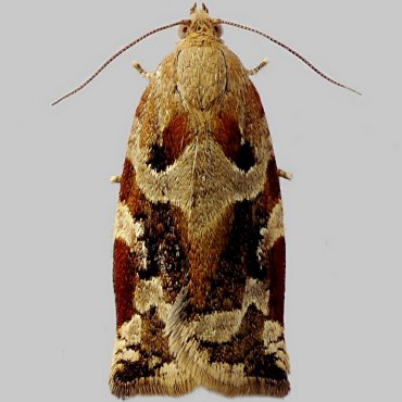 Picture of Variegated Golden Tortrix - Archips xylosteana (Female)*