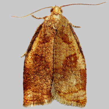 Picture of Rose Tortrix - Archips rosana