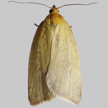 Picture of Timothy Tortrix - Zelotherses paleana*