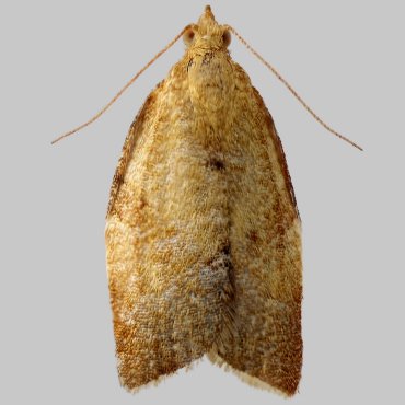Picture of Privet Twist - Clepsis consimilana (Male)