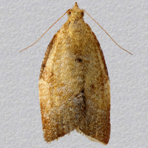 Image of Rufous Tortrix - Clepsis consimilana (Male)