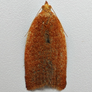 Image of Rufous Tortrix - Clepsis consimilana (Female)