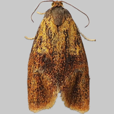 Picture of Brindled Twist - Ptycholoma lecheana