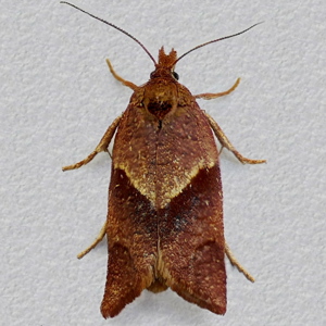 Image of Northern Reveller - Philedone gerningana (Female)*