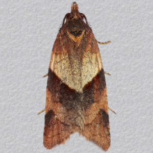 Image of Northern Reveller - Philedone gerningana (Male)