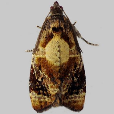Picture of Red-barred Tortrix - Ditula angustiorana (Male)*
