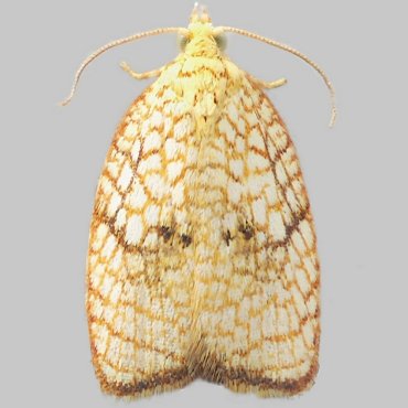 Picture of Maple Button - Acleris forsskaleana