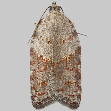 Picture of Ashy Button - Acleris sparsana