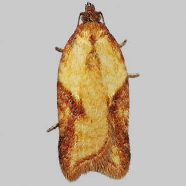 Picture of Ginger Button - Acleris aspersana*
