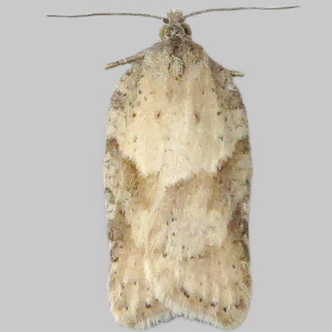 Picture of Grey Birch Button - Acleris logiana*
