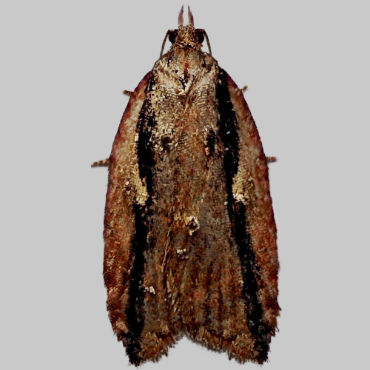 Picture of Dark-streaked Button - Acleris umbrana*