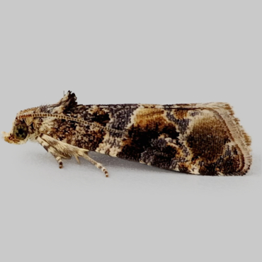 Picture of Oak Marble/European Vine Moth - Lobesia reliquana/botrana