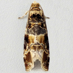 Image of Wood Marble/European Vine Moth - Lobesia reliquana/botrana