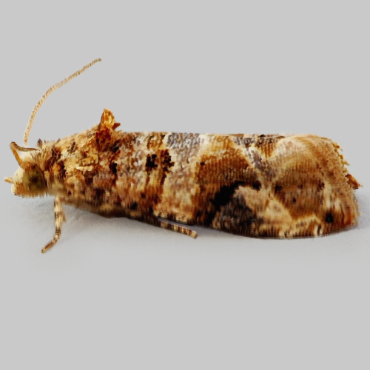 Picture of European Vine Moth - Lobesia botrana