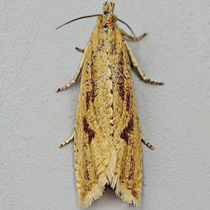 Image of Common Lance - Bactra lancealana*