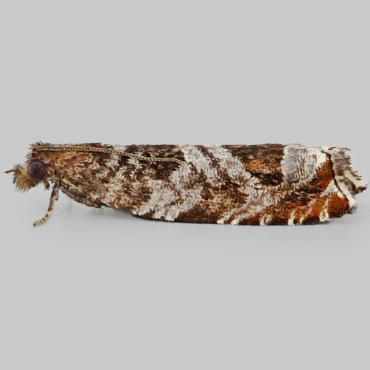 Picture of Triangle-marked Roller - Ancylis achatana
