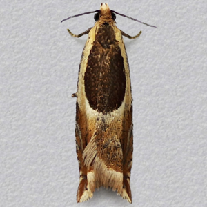 Image of Meadow Hook-wing - Ancylis badiana