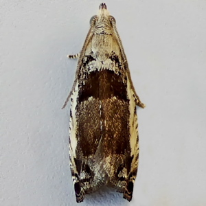 Image of Black-marked Tortrix - Epinotia ramella f. costana*