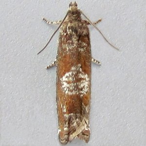 Image of Birch-borer Tortrix - Epinotia tetraquetrana