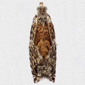 Image of Brindled Poplar Tortrix - Epinotia nisella f. pavonana*