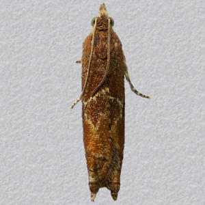 Image of Nut Bud Moth - Epinotia tenerana*