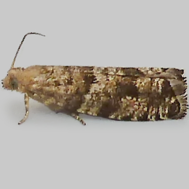 Picture of Small Spruce Bell - Epinotia nanana