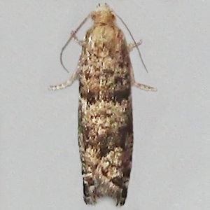 Image of Small Spruce Tortrix - Epinotia nanana