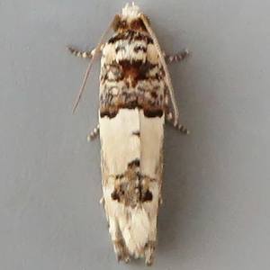 Image of Mottled White Tortrix - Gypsonoma sociana