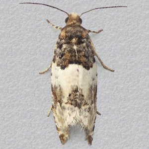 Image of Common Cloaked Tortrix - Gypsonoma dealbana*