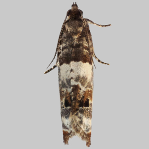 Image of Hawthorn Shoot Moth - Notocelia trimaculana*