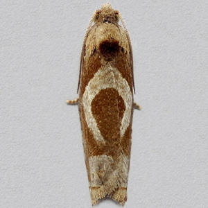 Image of White-foot Moth - Epiblema foenella*