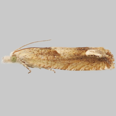 Picture of Fulvous Bell - Eucosma fulvana*