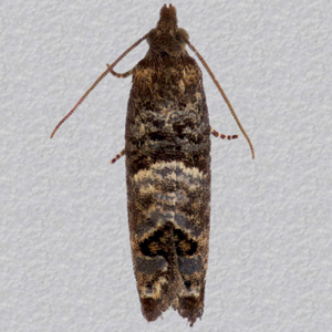Image of Larch Bud Moth - Spilonota laricana*