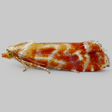 Picture of Pine Shoot Moth - Rhyacionia buoliana*