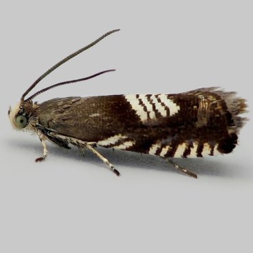 Picture of Triple-stripe Piercer - Grapholita compositella*