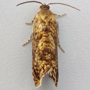 Image of Small Fruit Moth - Grapholita lobarzewskii*
